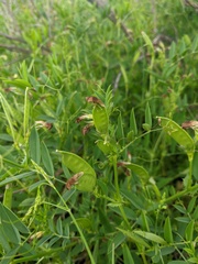 Vicia bithynica