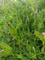 Vicia bithynica