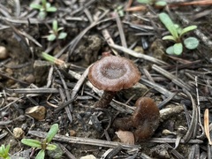 Pseudoomphalina angelesiana