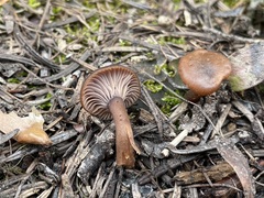 Pseudoomphalina angelesiana