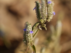Rungia muralis