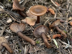 Pseudoomphalina angelesiana