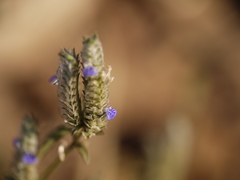 Rungia muralis