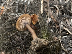 Pseudoomphalina angelesiana