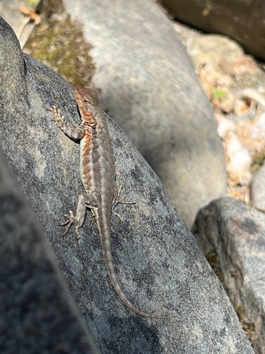 iNaturalist observation photo of Common Sagebrush Lizard