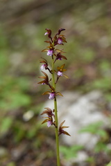 Oreorchis