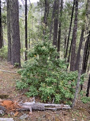 Notholithocarpus densiflorus densiflorus