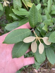 Notholithocarpus densiflorus densiflorus