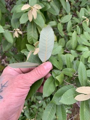 Notholithocarpus densiflorus densiflorus