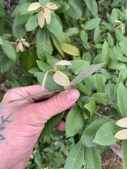 Notholithocarpus densiflorus densiflorus