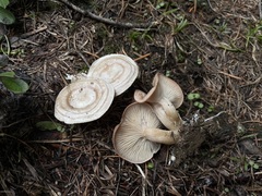 Clitocybe glacialis