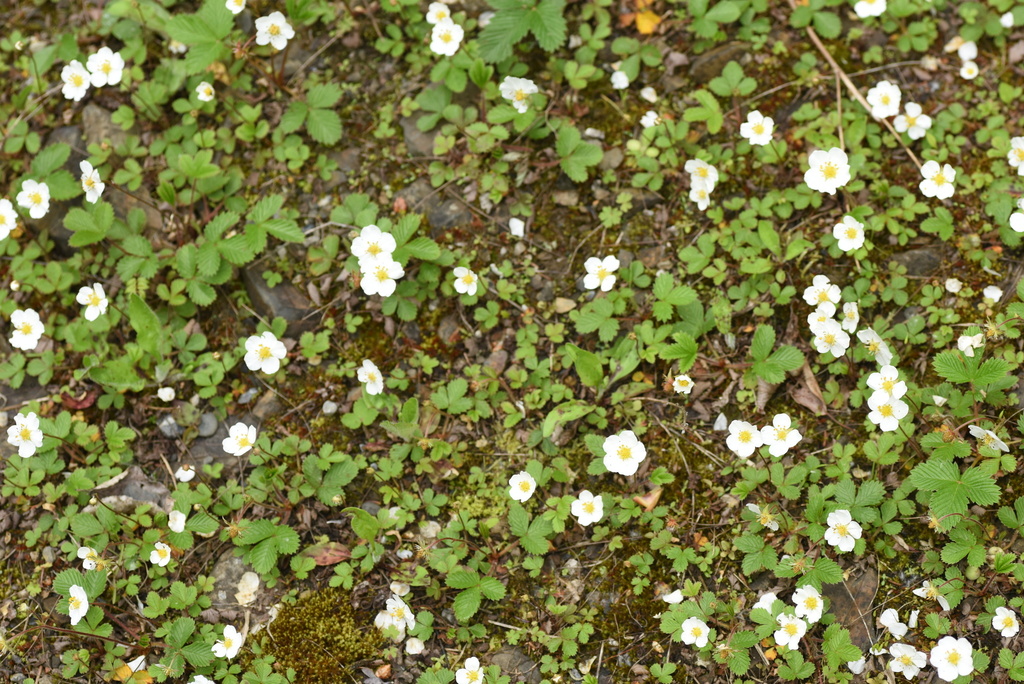 Fragaria gracilis