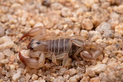 Anuroctonus pococki bajae