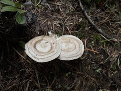 Clitocybe glacialis