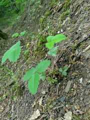 Potentilla micrantha