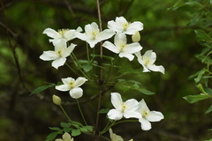 Clematis armandii