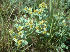Euphorbia undulata