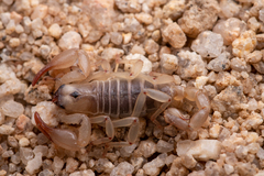 Anuroctonus pococki bajae
