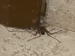 Paraphrynus raptator