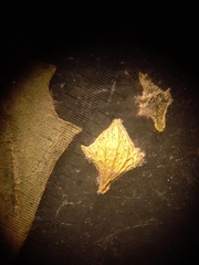 Atriplex acutibractea