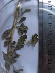 Atriplex acutibractea