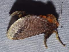 Doratifera oxleyi