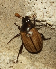 Anomala flavipennis
