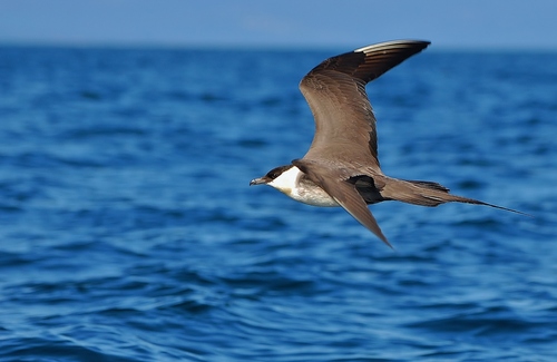 Long-tailed Jaeger