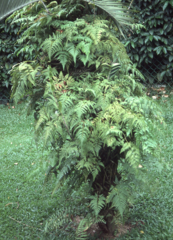 Davallia denticulata