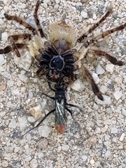 Tachypompilus analis