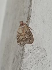 Bothriocera drakei