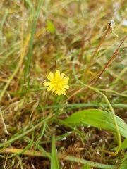 Microseris bigelovii