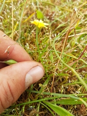 Microseris bigelovii