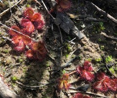 Drosera aberrans