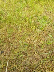 Microseris bigelovii