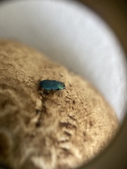 Buprestinae