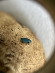 Buprestinae