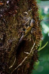 Sceloporus malachiticus