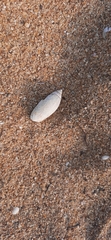 Agaronia gibbosa