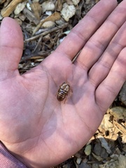 Tibicinina
