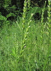 Aegilops speltoides