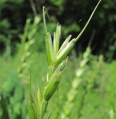 Aegilops speltoides