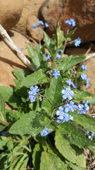 Brunnera orientalis
