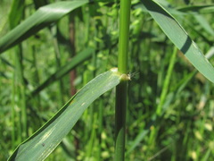 Aegilops speltoides
