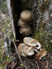 Mycena nivicola