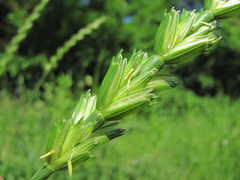Aegilops speltoides