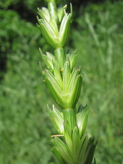 Aegilops speltoides