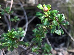 Pomaderris obcordata