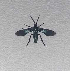 Macrocneme cabimensis