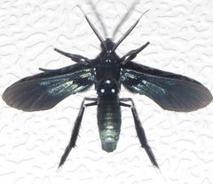 Macrocneme cabimensis